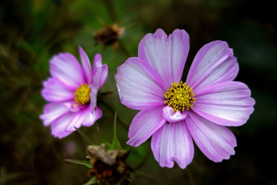 波斯菊 粉色菊花