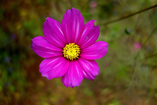 波斯菊 紫红色菊花