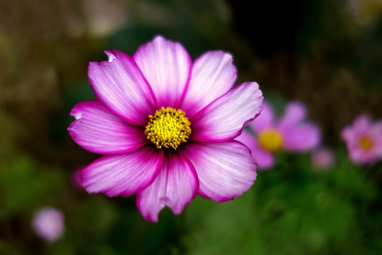 波斯菊 粉色格桑花