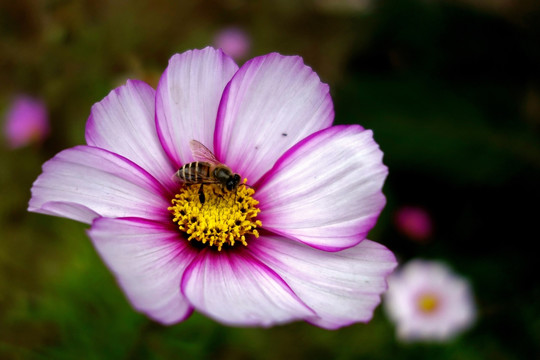 波斯菊 格桑花 蜜蜂采蜜