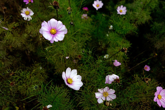 波斯菊 格桑花 花圃