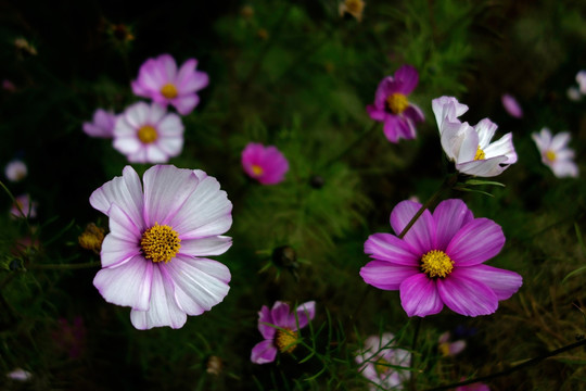 波斯菊 菊花花圃