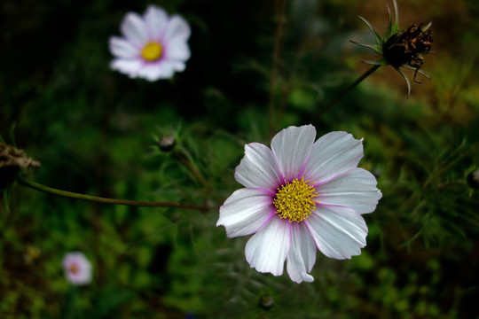 波斯菊 白色格桑花