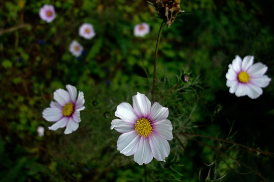 波斯菊 格桑花 白色菊花花圃