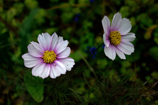 波斯菊 白色格桑花