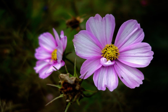 波斯菊 格桑花 淡紫色花