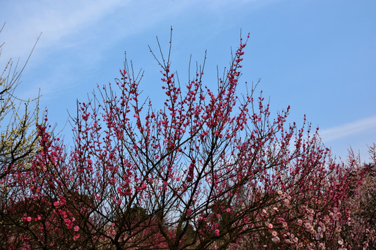 梅花 梅花特写