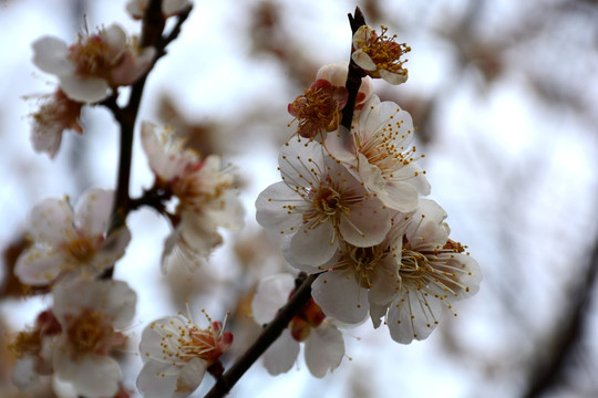 梅花 梅花特写