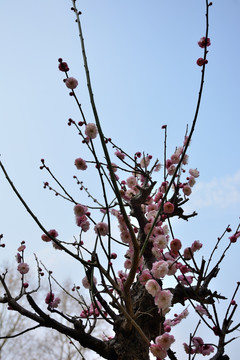 梅花 梅花特写