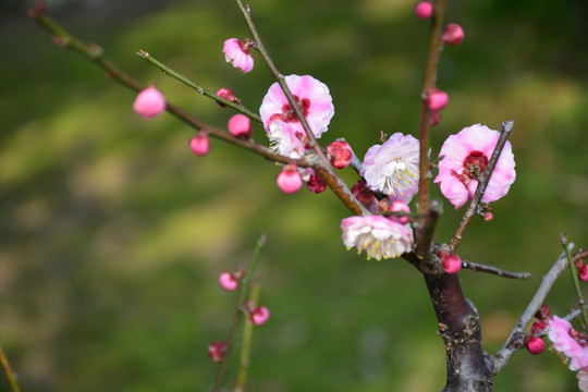 梅花 梅花特写