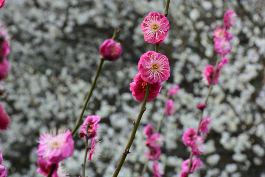 梅花 梅花素材