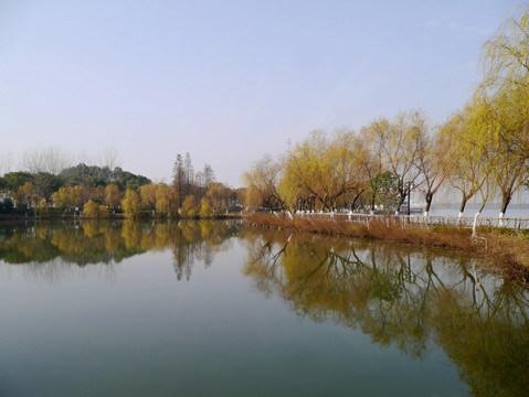 湖边杨树