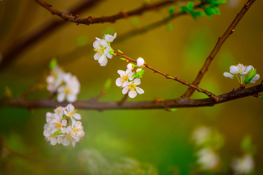 李树花