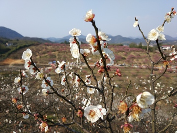 梅花盛开