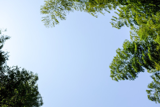 天空竹林背景