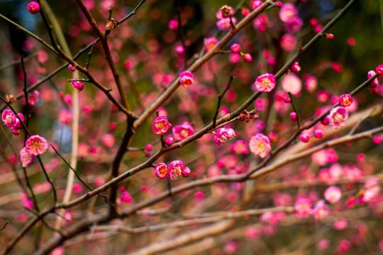 桃花