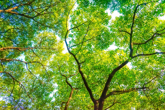 阳光树林 树林背景