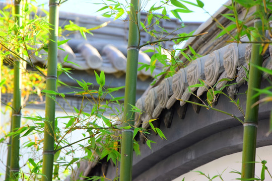 唐语园林竹子