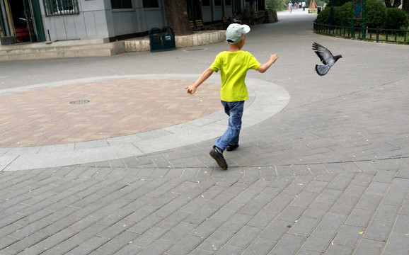 儿童追鸽子