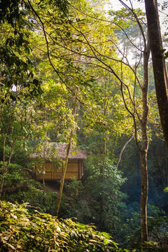 基诺族林中小屋