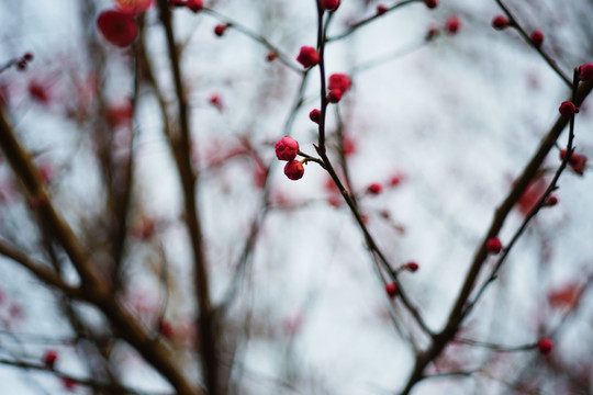 梅花 桃花