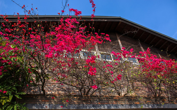 杜鹃花 三角梅