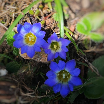 高原小花 