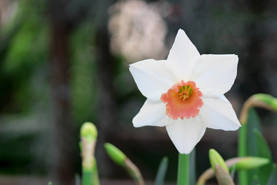 洋水仙花