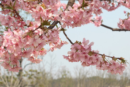 樱花树