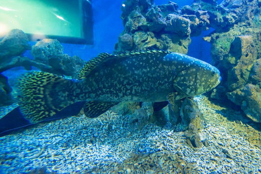 石斑魚