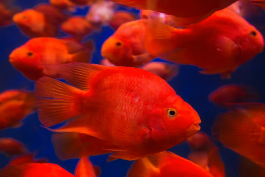 血鸚鵡魚