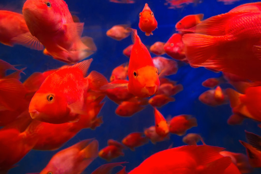 鸚鵡魚