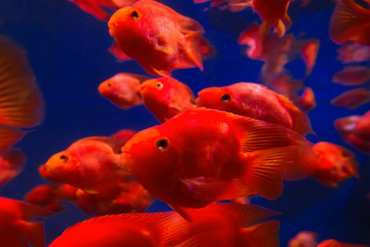 紅魚