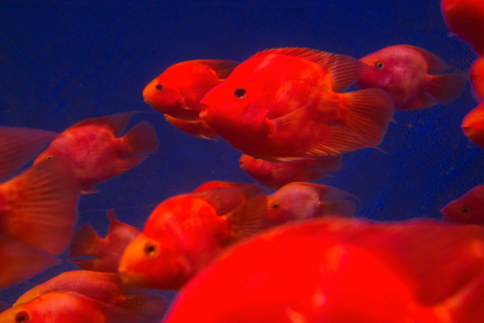 紅魚