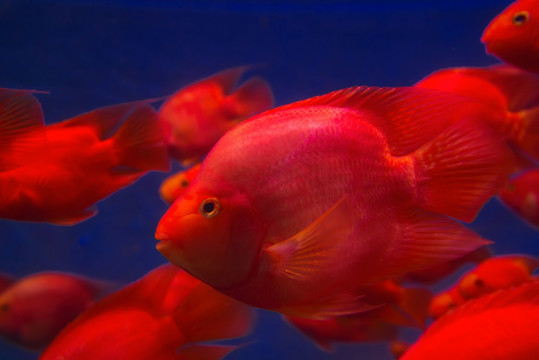 財神魚