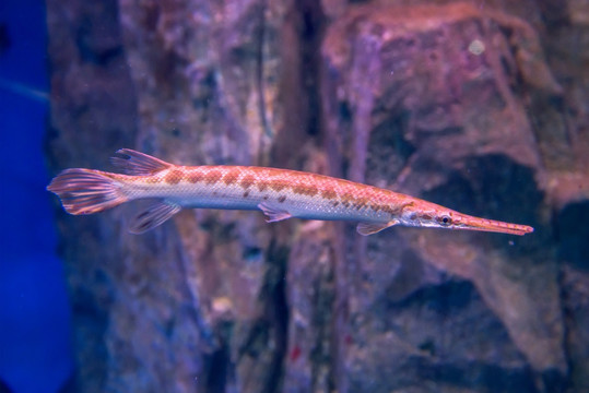 雀鱔魚