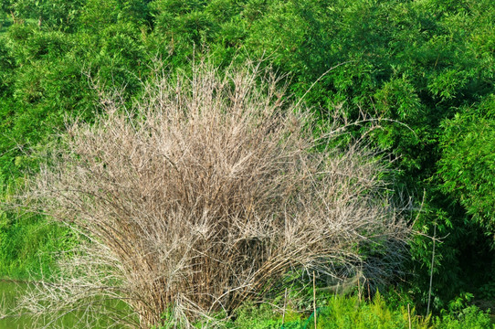 枯荣竹林