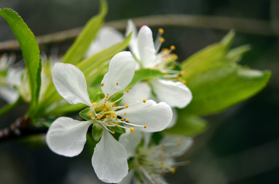 李花