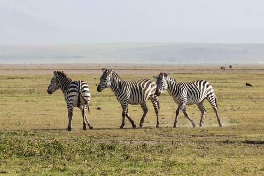 斑马 行走的斑马 非洲野生动物