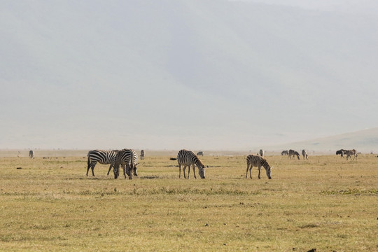 斑马 吃草的斑马 非洲野生动物