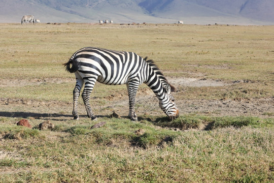 斑马 吃草的斑马 非洲野生动物