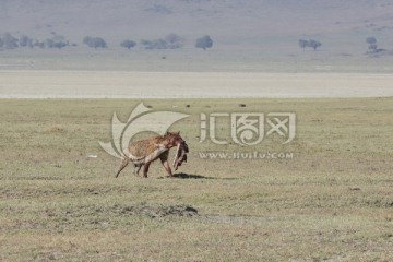 鬣狗 Hyaenidae 斑鬣