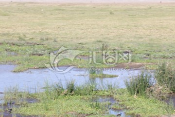 非洲大草原 坦桑尼亚