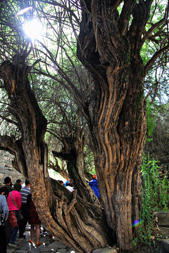 色拉寺 千年老树
