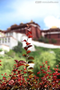 西藏 布达拉宫 宗角禄康
