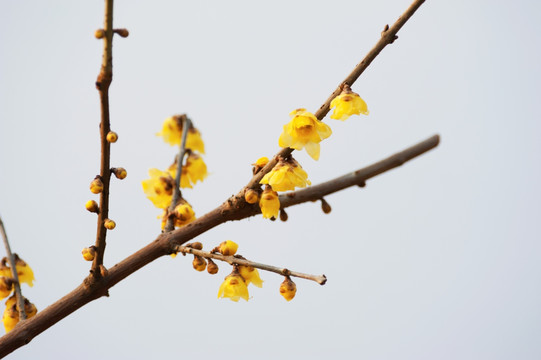 蜡梅花