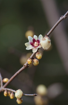 紫心蜡梅花