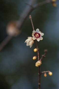 紫心腊梅花