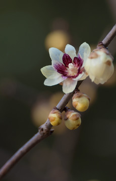 紫心腊梅花