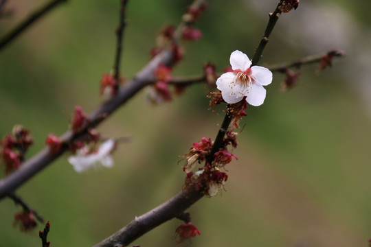 梅花凋零